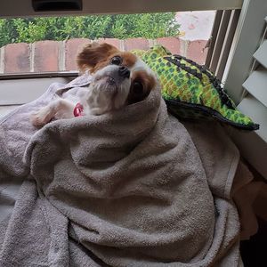 Meet your Posher, Steve